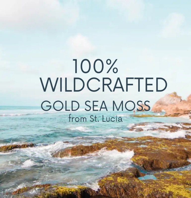 GOLD SEA MOSS GEL 1kg MORSKA MAHOVINA 92/102 Vitamina i Minerala