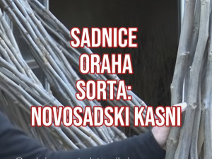 Sadnice oraha - Novosadski kasni