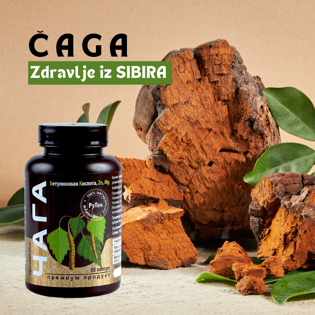 CHAGA Sibirska