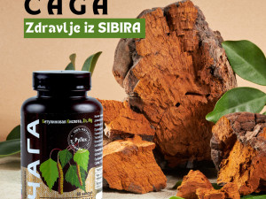 CHAGA Sibirska