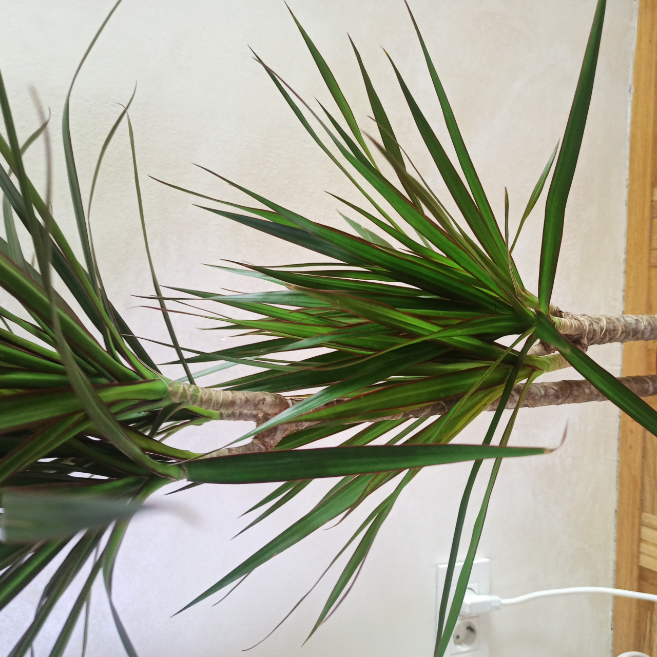 drachenbaum harz Drachenbaum (Dracaena draco) – Samen & Pflanze | Pflanzenwelt main image 0