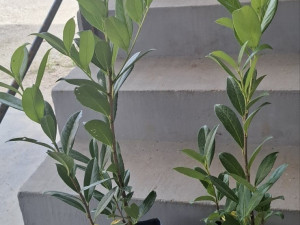 Lovor Višnja , sadnice lovor višnje dvogodišnje