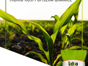 Sjemenski kukuruz LIDEA - ES BLASON DUO