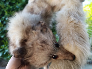 Polarna lisica okovratnik