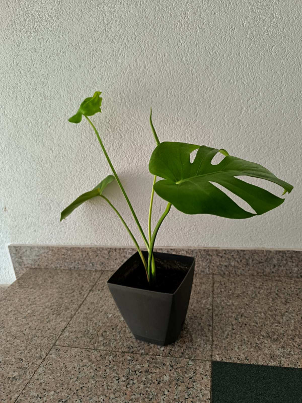 Monstera cvijet - Biljke i cvijee - OLX.ba