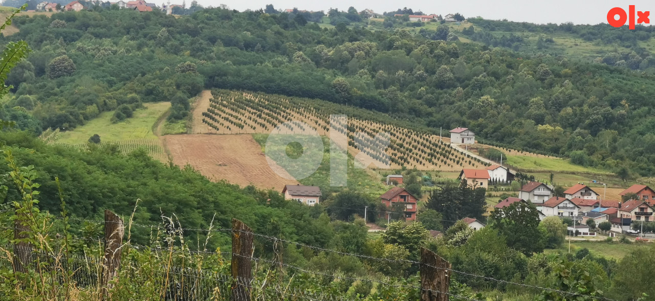 Kuća i plantaža lješnjaka na 3 hektara - Derventa - Zemljište 2