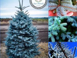 Picea Pungens "Super Blue" Plava Smreka