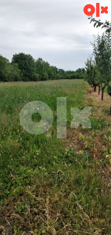Popljoprivredno zemljiste 23,5 A-Arandjelovac-Kopljare (Srbija) 2