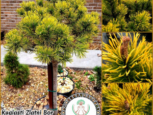 Kuglasti Zlatni Bor Pinus Mugo Carstens "Wintergold"