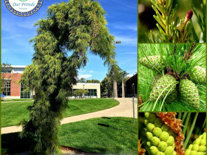 Bor Padajuće Krošnje "Pinus Sylvestris "Pendula"