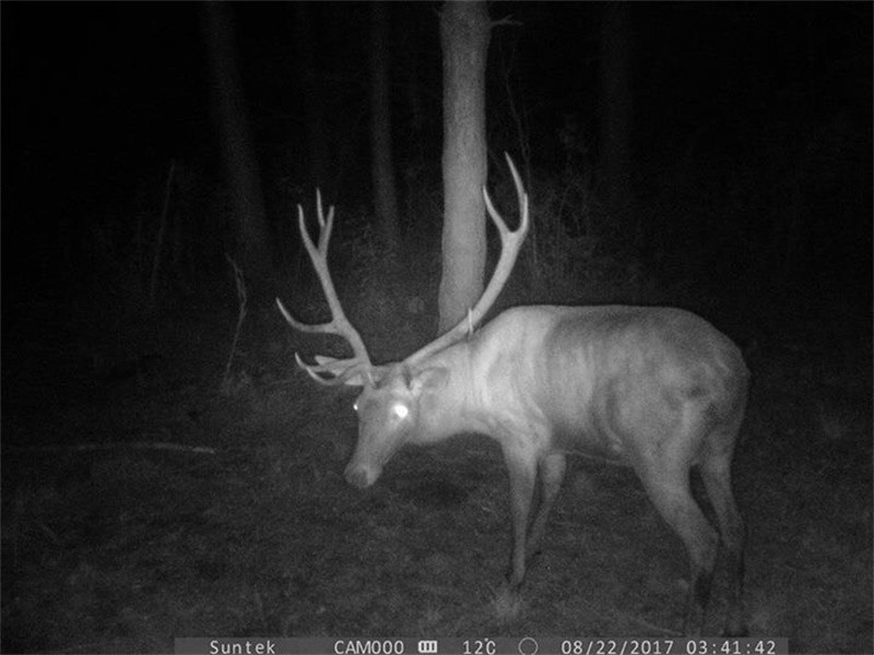 SUNTEK 24MP Lovačka Kamera Night Vision Senzor pokreta