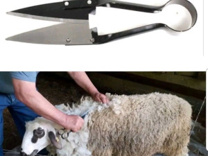 Makaze za šišanje ovaca