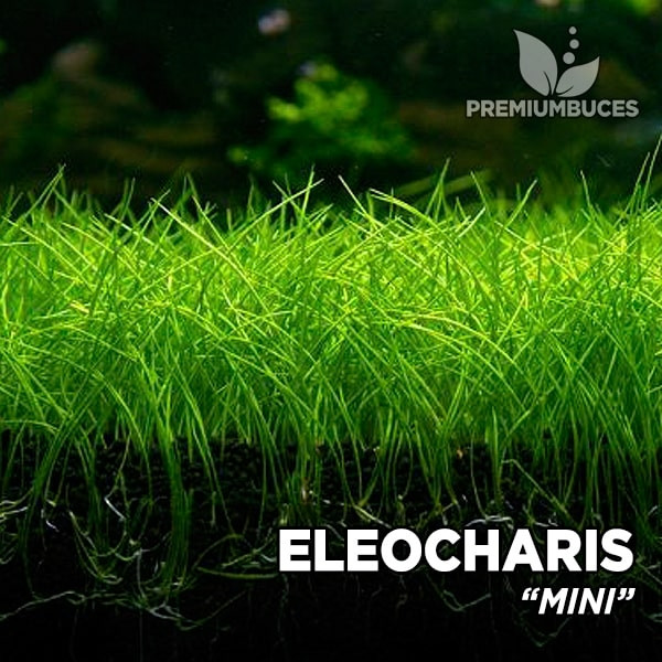 Eleocharis pusilla 'Mini