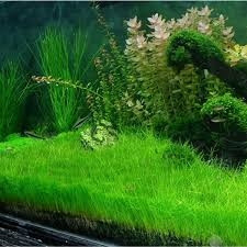 Eleocharis pusilla 'Mini