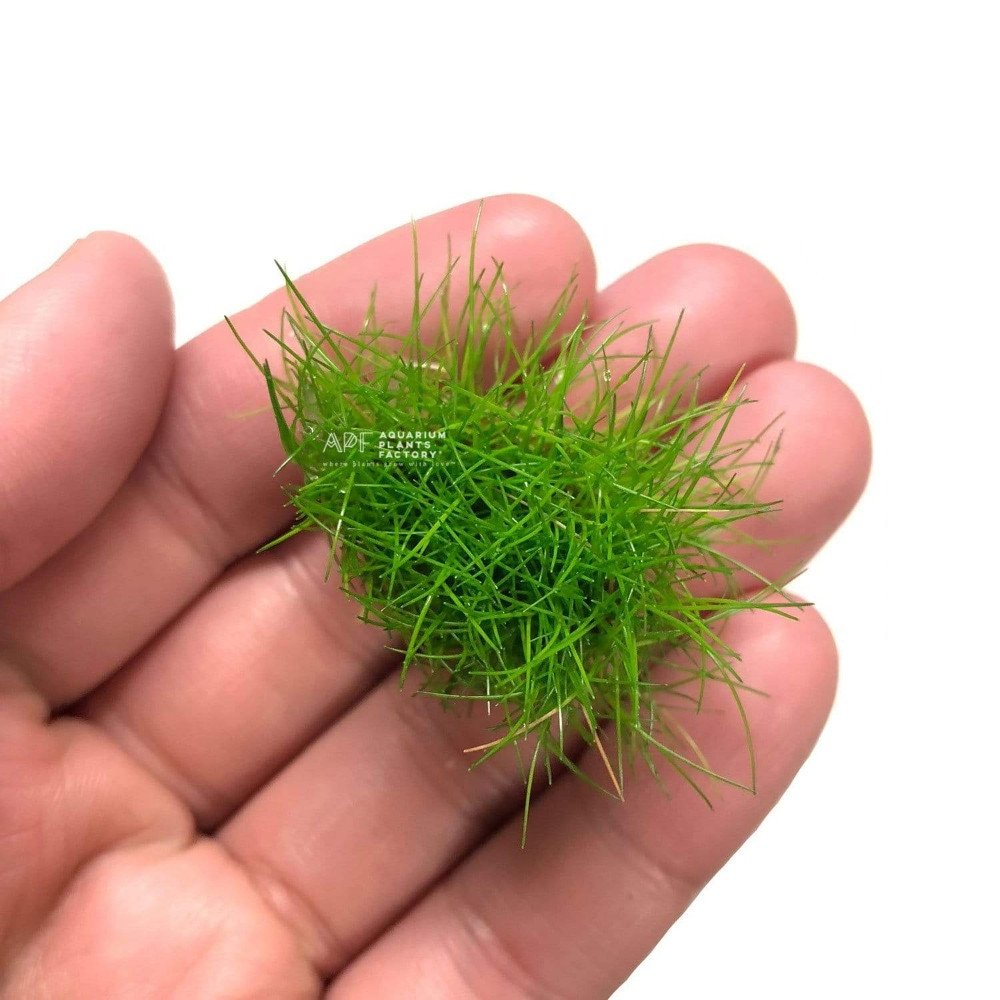 Eleocharis pusilla 'Mini