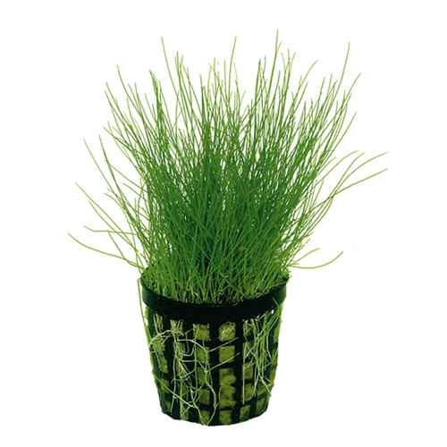 Eleocharis pusilla 'Mini