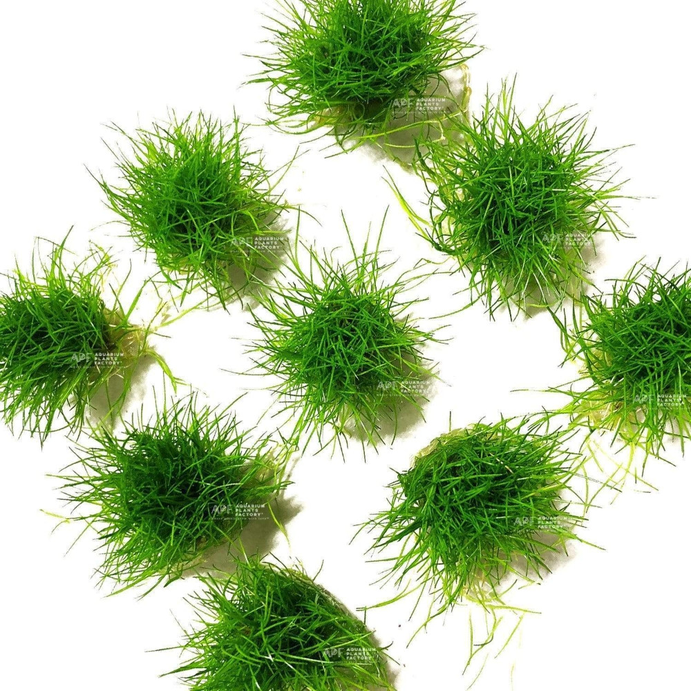 Eleocharis pusilla 'Mini