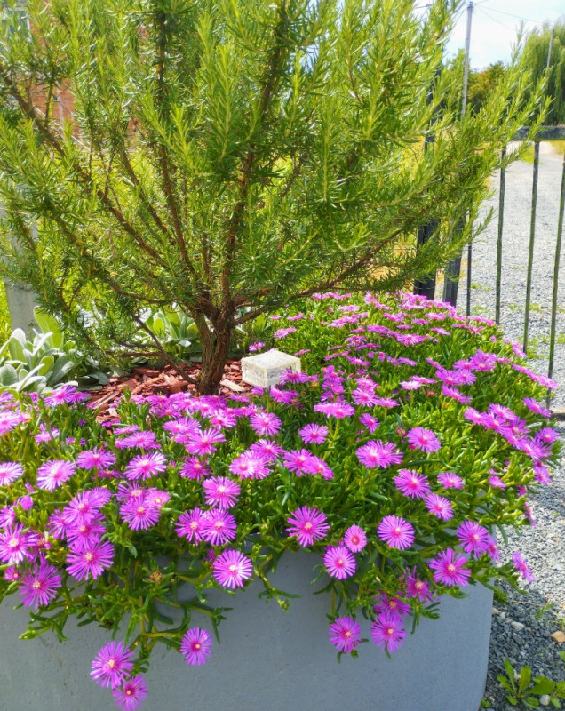 Pustinjska ruža (Delosperma cooperi)