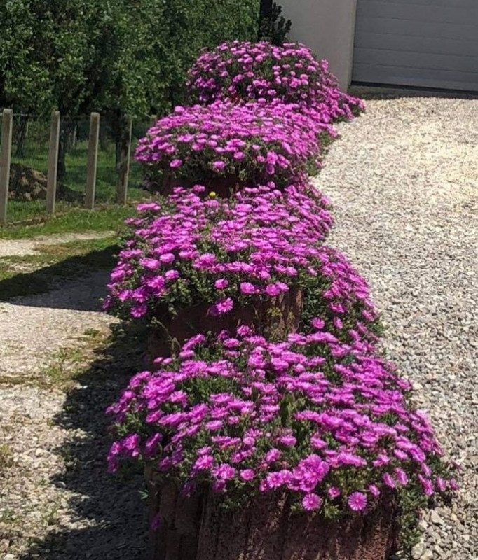 Pustinjska ruža (Delosperma cooperi)