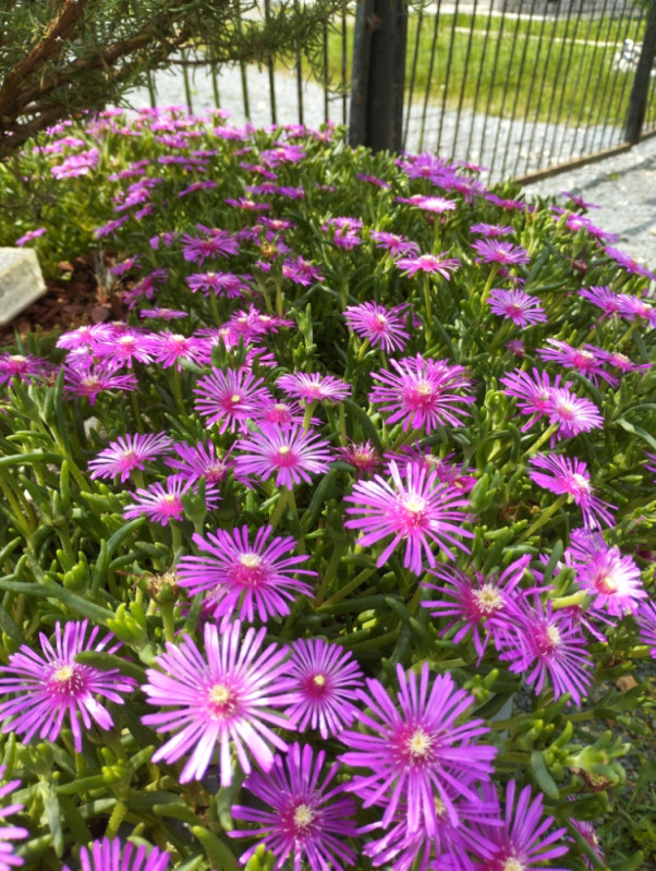 Pustinjska ruža (Delosperma cooperi)