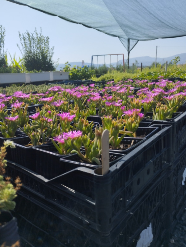 Pustinjska ruža (Delosperma cooperi)