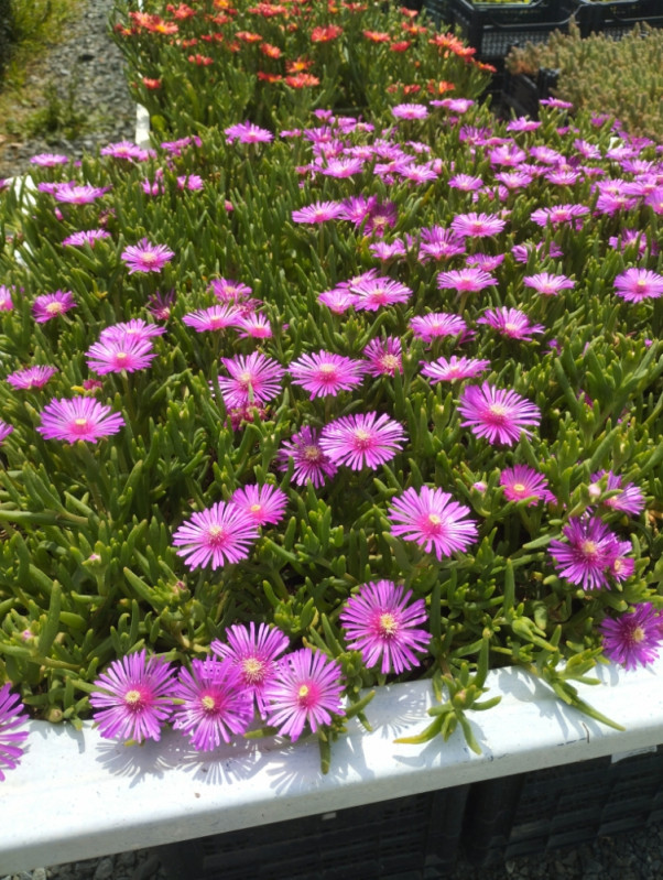 Pustinjska ruža (Delosperma cooperi)
