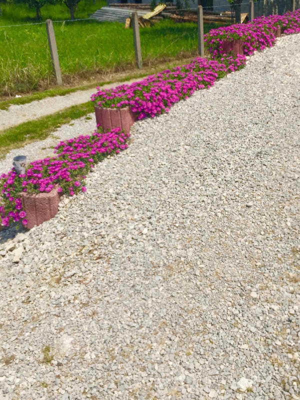 Pustinjska ruža (Delosperma cooperi)