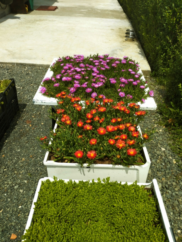 Pustinjska ruža (Delosperma cooperi)