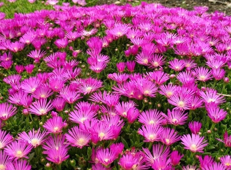 Pustinjska ruža (Delosperma cooperi)