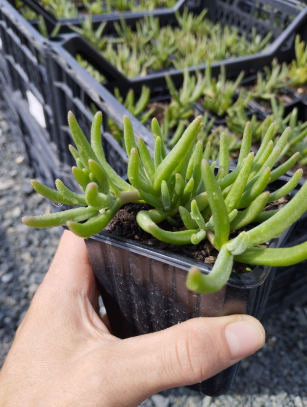 Pustinjska ruža (Delosperma cooperi)