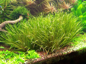 Blyxa Japonica