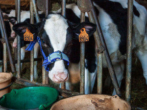 Ular (oglav) za tele plavi KAMER