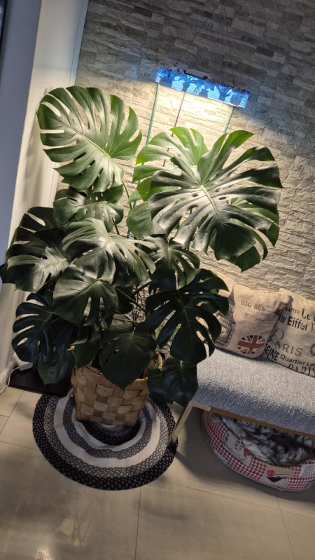 philodendron thripse Philodendron scandens micans – Blattmanufaktur
