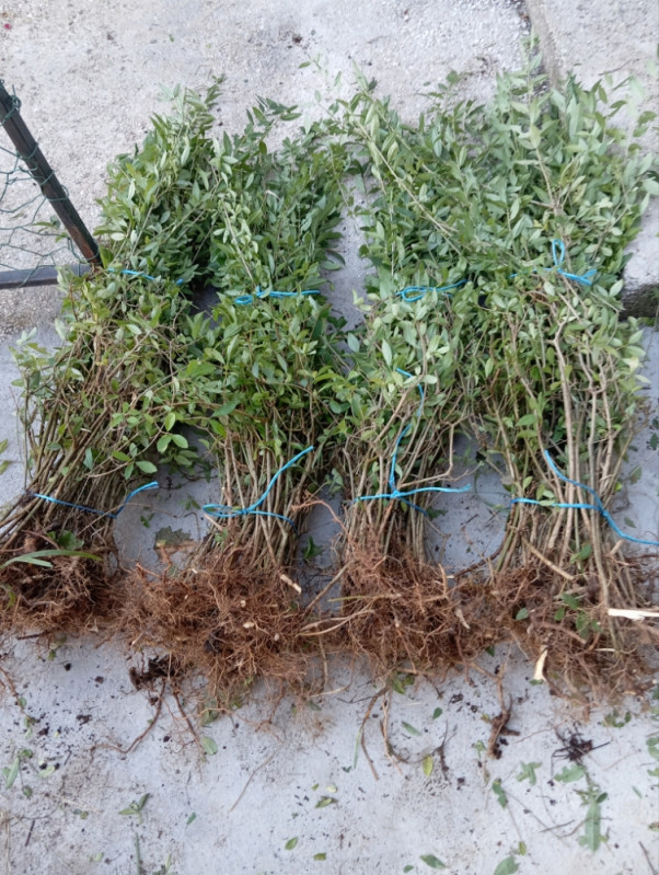 Ziva ograda Ligustrum - Sadnice - OLX.ba