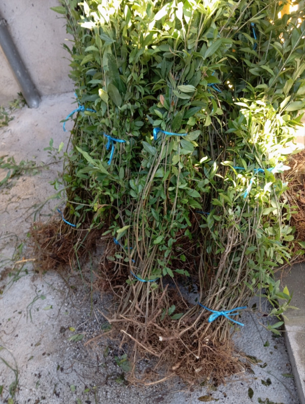 Ziva ograda Ligustrum - Sadnice - OLX.ba