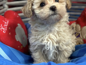 Maltipoo Štenad od Mini Roditelja