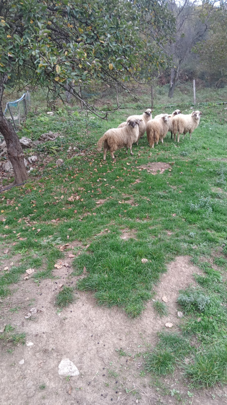 3 ovce i 3 janjadi