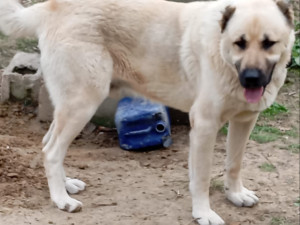 Turski kangal spreman za parenje
