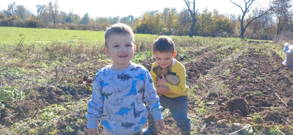 Krompir crveni i bijeli