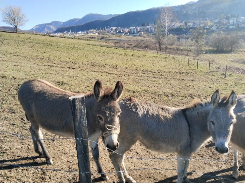 Magarica i magarac