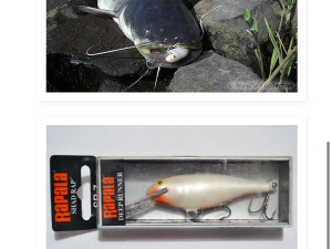 Rapala Shad Rap 7 PW(Sportex,Shimano,Daiwa)