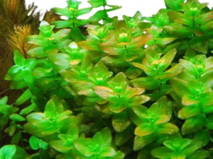 Bacopa Colorata