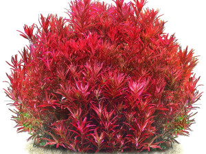 Rotala rotundifolia "Singapore Blood Red"