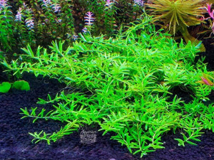 Rotala sp. Green