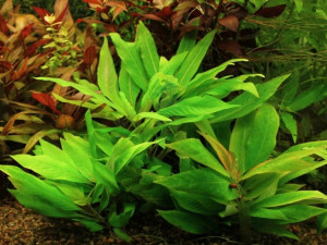 Hygrophila corymbosa