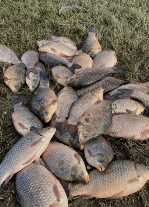 Riba Babuska karas Šarani