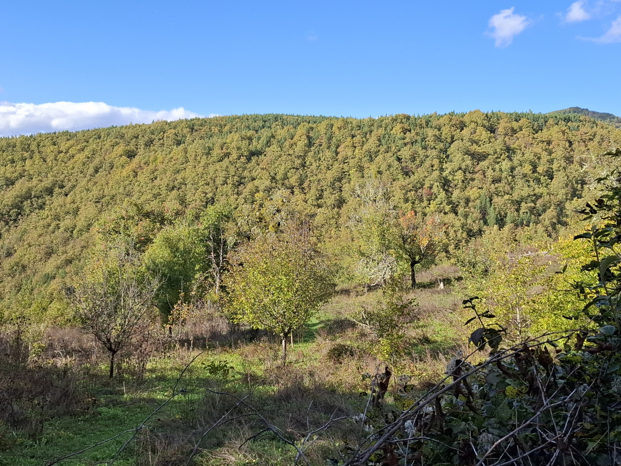 EOS / Zemljište / Rogatica / 23.638 m2 3