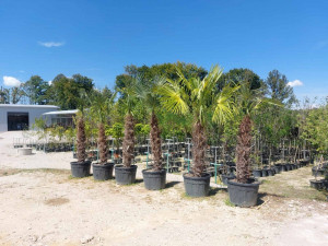 Sadnice palme palma 1-2-3-4m Prnjavor, Banja Luka, Srbac, Gradišk