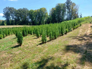 Smaragd tuja, čempres, thuja Ocidentalis Sarajevo