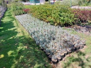 Sadnice lavanda, ruzmarin, lonicera, fotinija, globosa, allumi